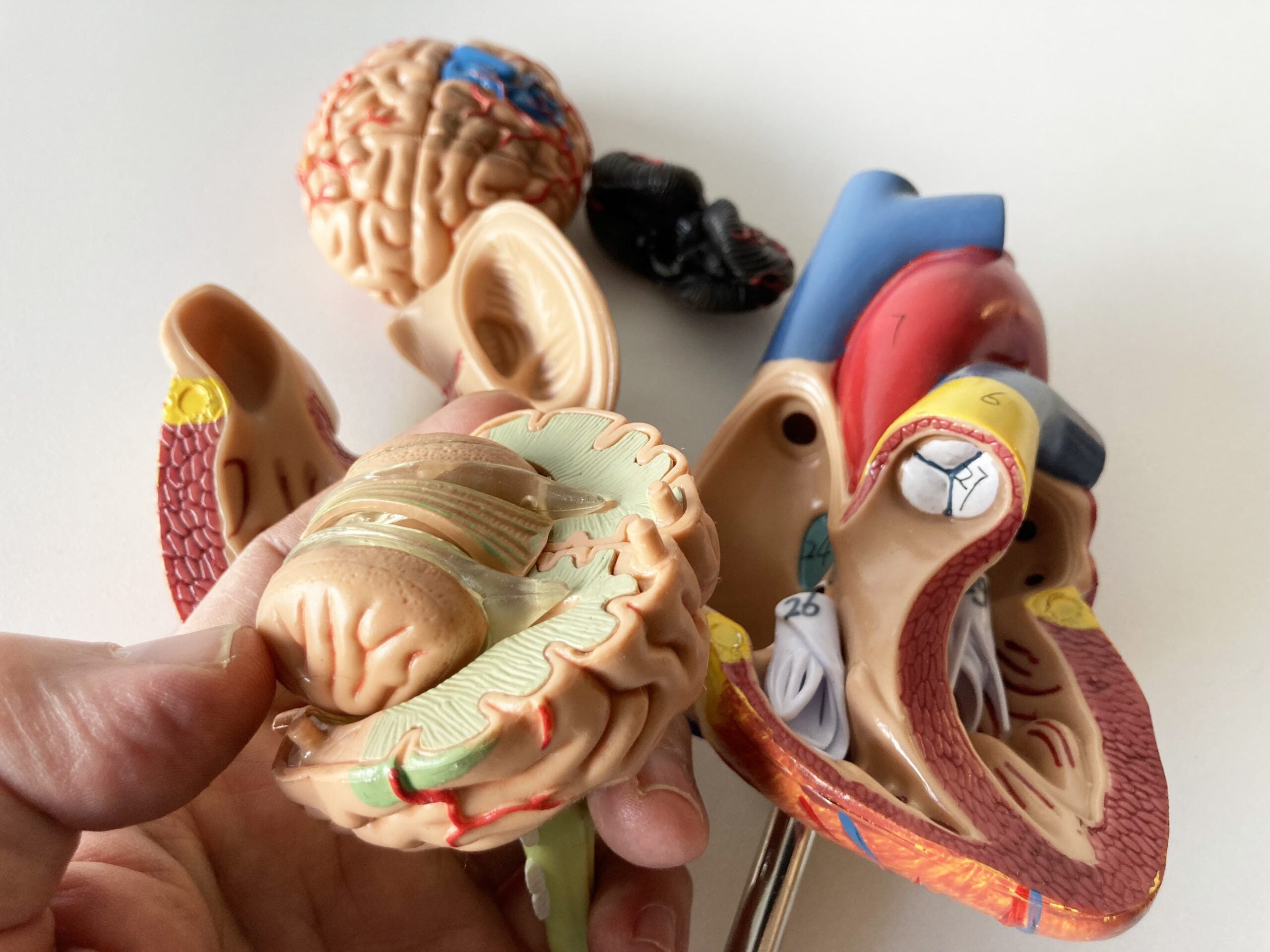 Brain and Heart Models