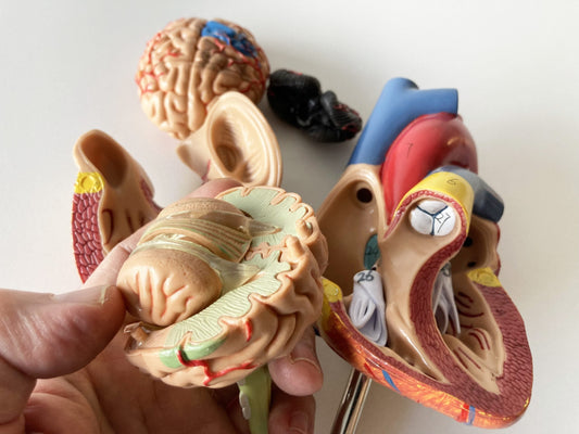 Brain and Heart Models